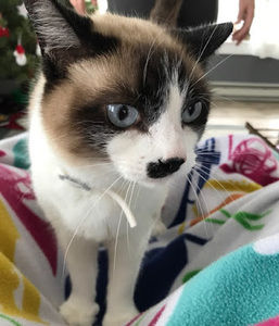 Meet your Posher, Bailey